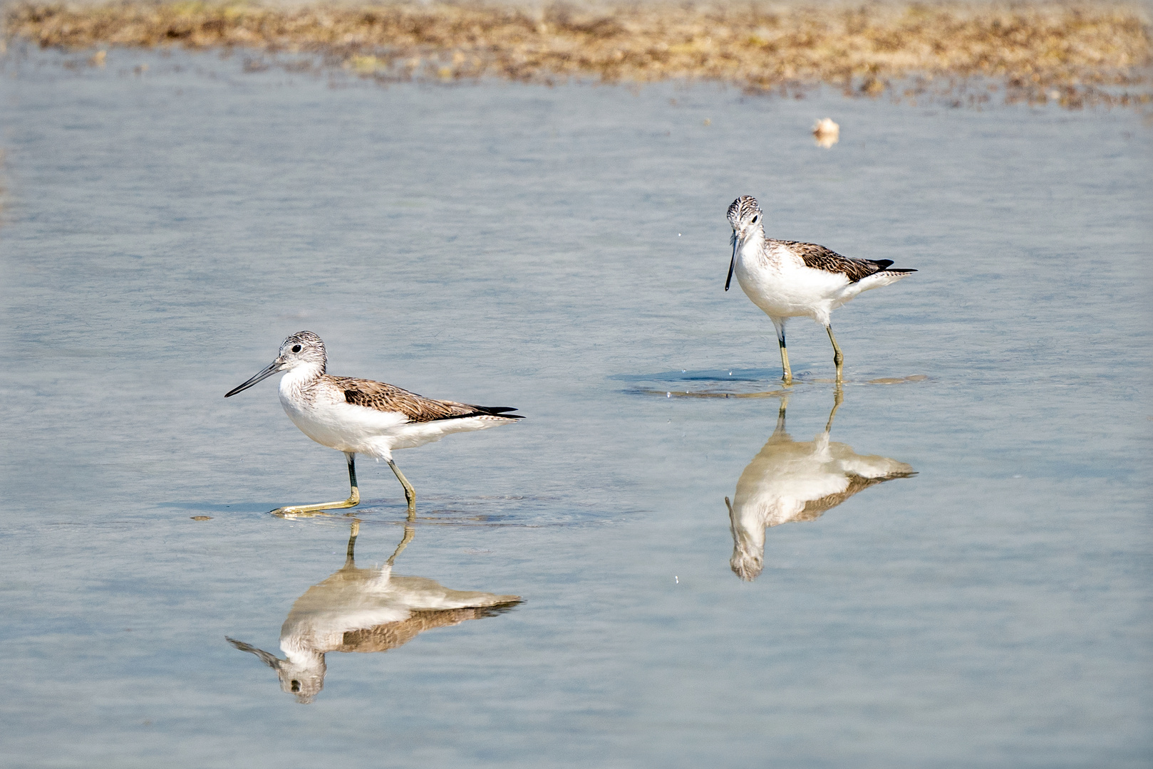 Sandpiper