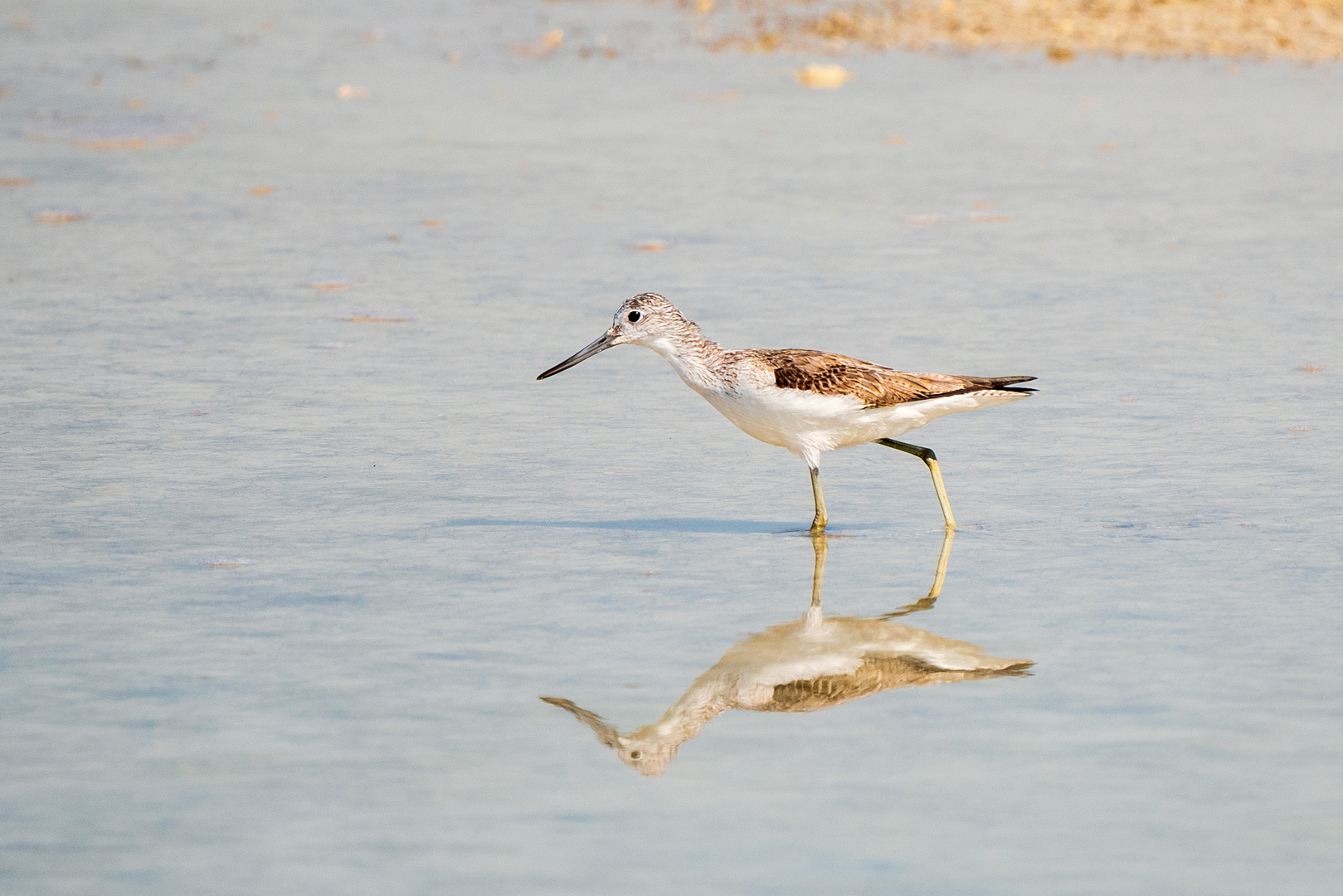 Sandpiper