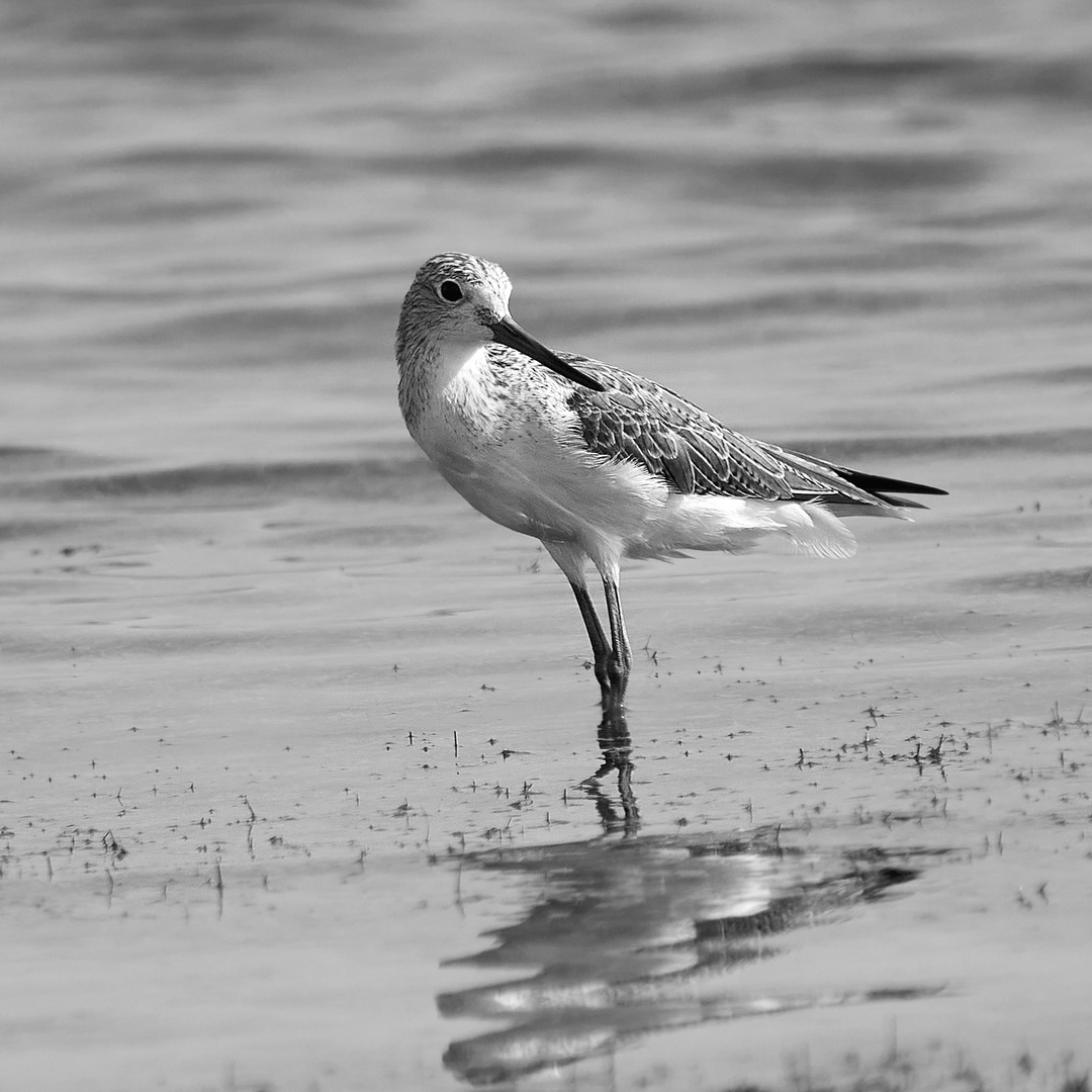 Sandpiper