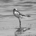 Sandpiper