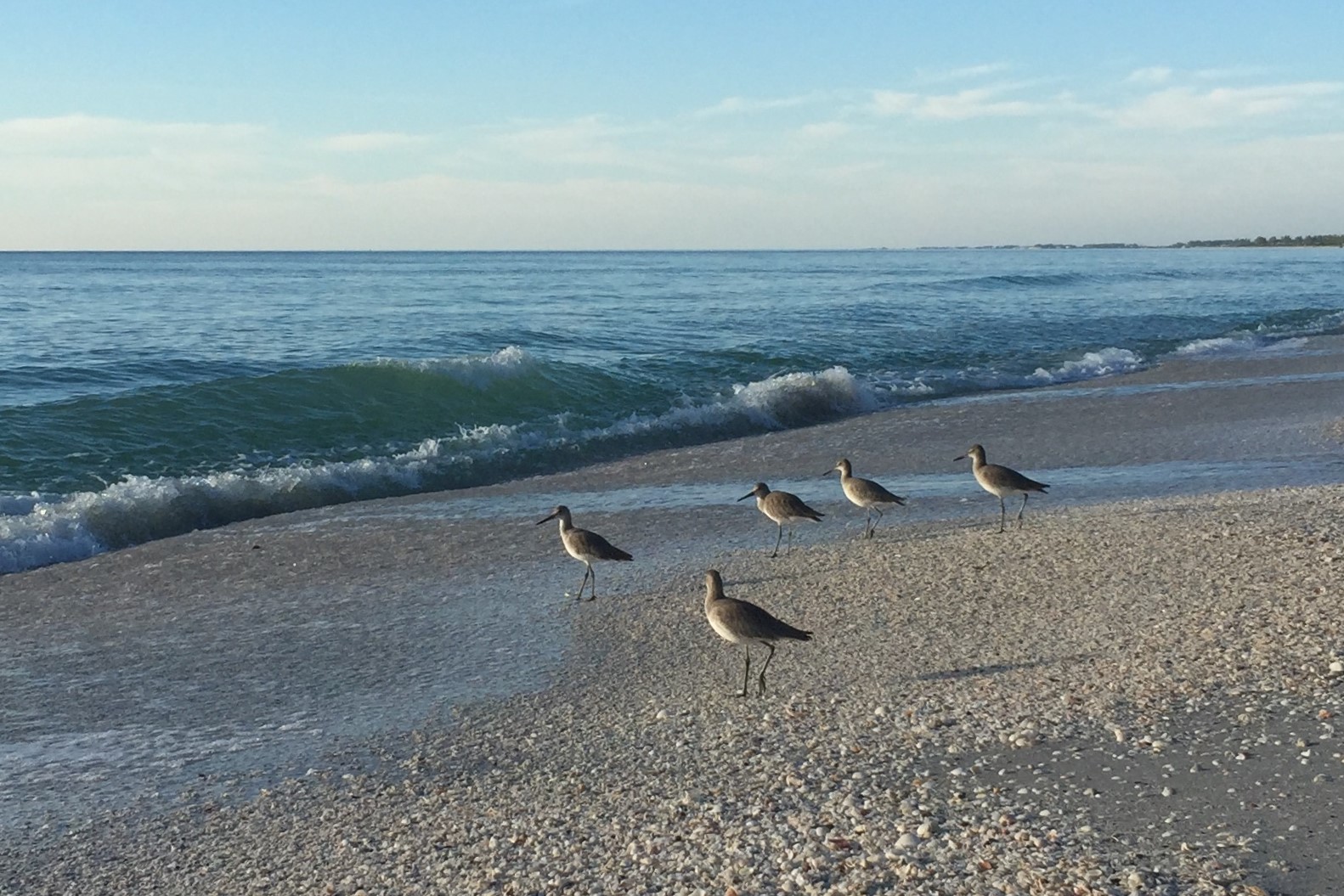 Sandpiper am Strand von Florida