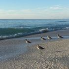 Sandpiper am Strand von Florida