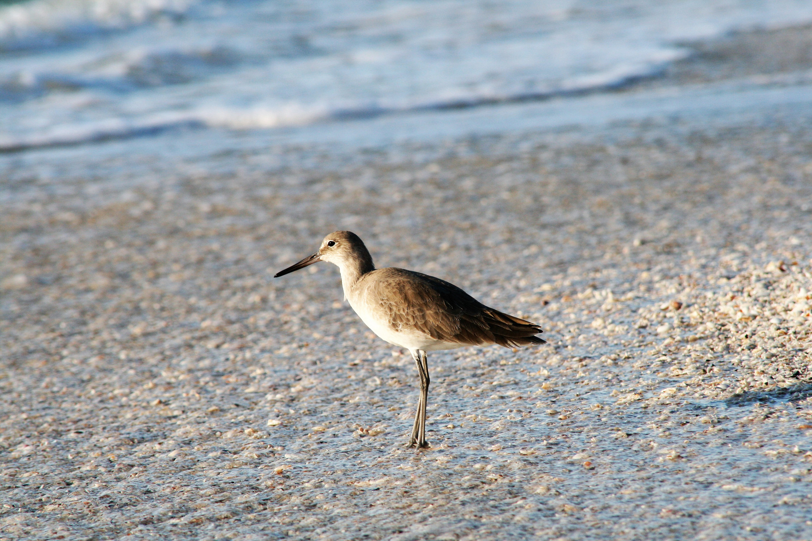 Sandpiper am Strand von Florida