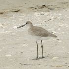 Sandpiper (Calidris pusilla)