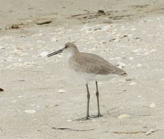 Sandpiper (Calidris pusilla)