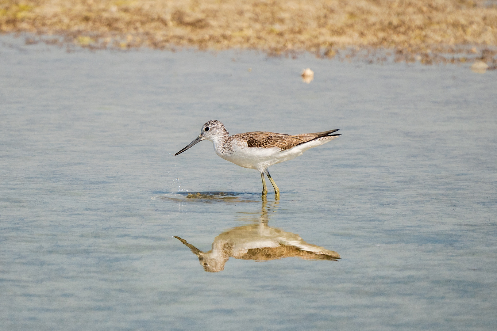 Sandpiper