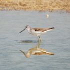 Sandpiper