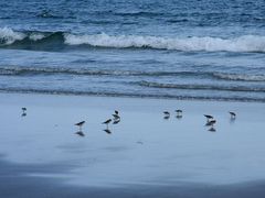 Sandpiper in Nova Scotia