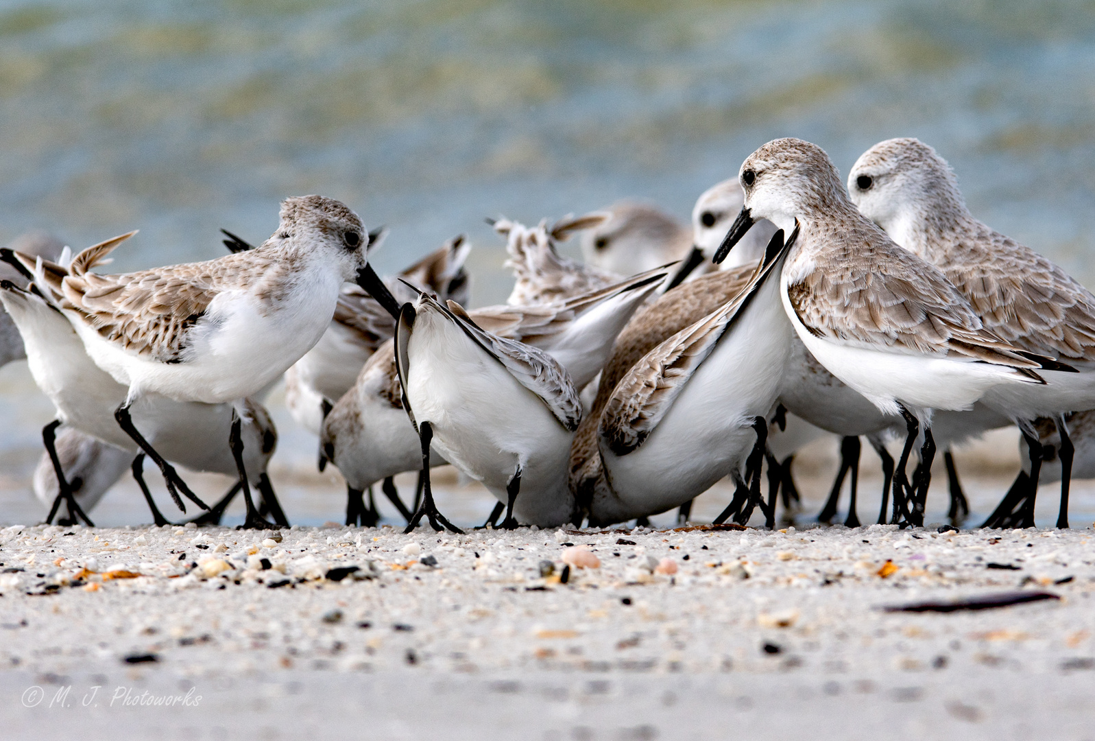 Sandpiper-Tumult