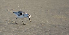 Sandpiper - Zugvögel bei der Rast