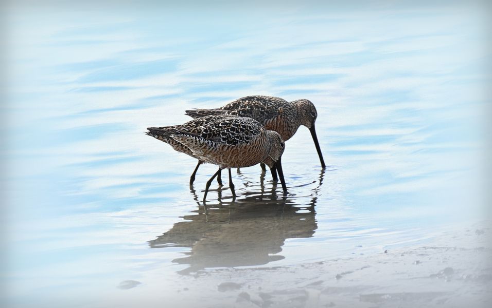 sandpipers foraging 