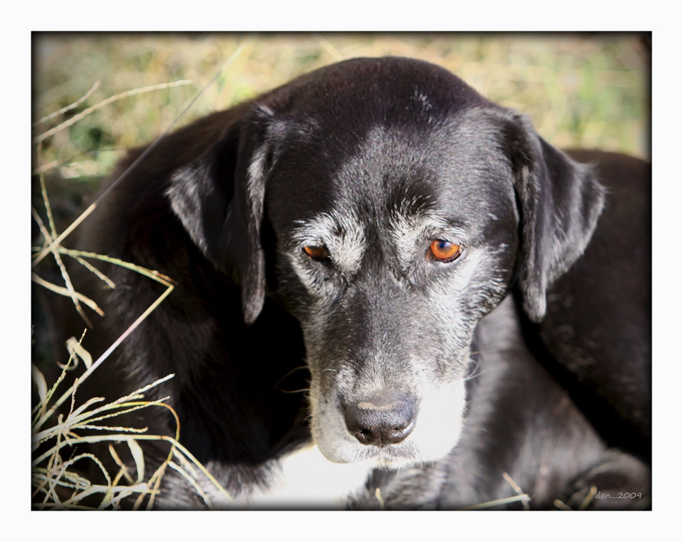 Sandra's Old Farm Dog.........