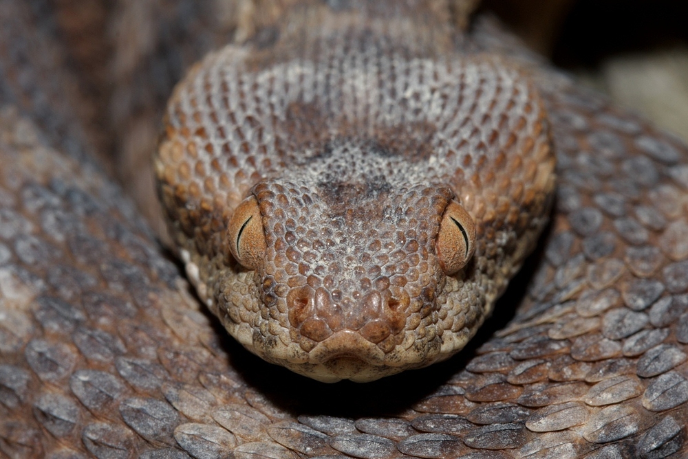 Sandrasselotter (Echis coloratus) Portrait