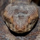 Sandrasselotter (Echis coloratus) Portrait