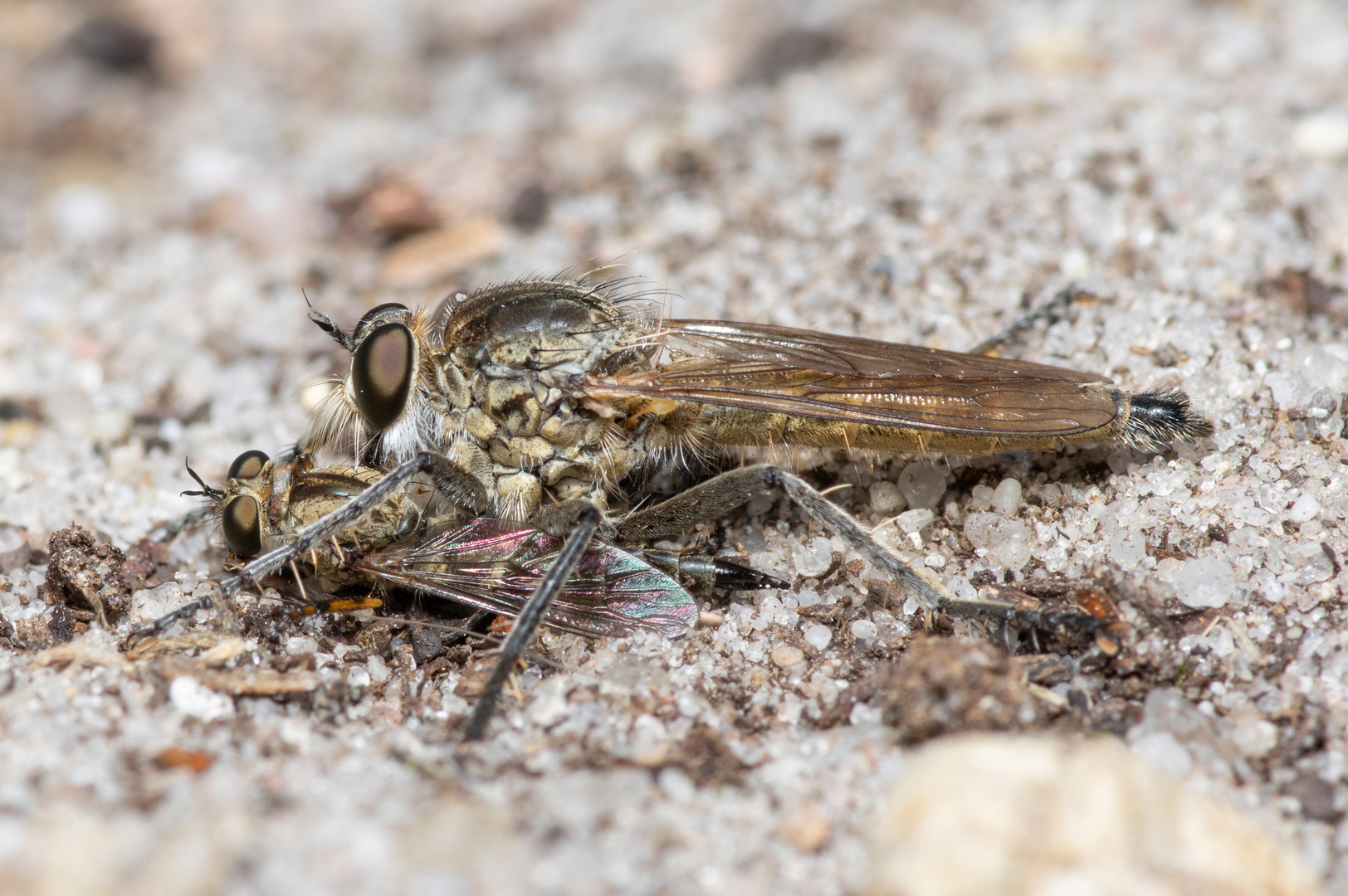 Sandraubfliege mit Beute (1/3)