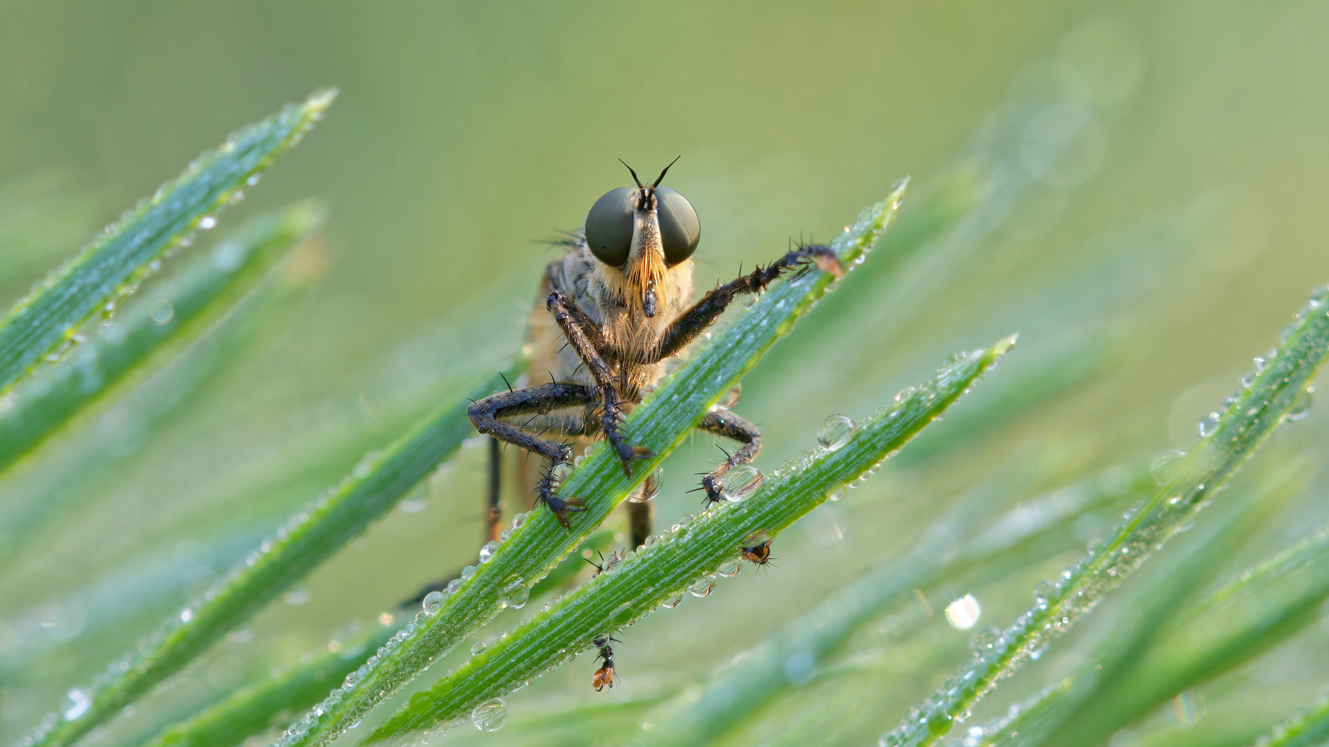 Sandraubfliege mit Regentropfen (Stackaufnahme)