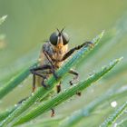 Sandraubfliege mit Regentropfen (Stackaufnahme)