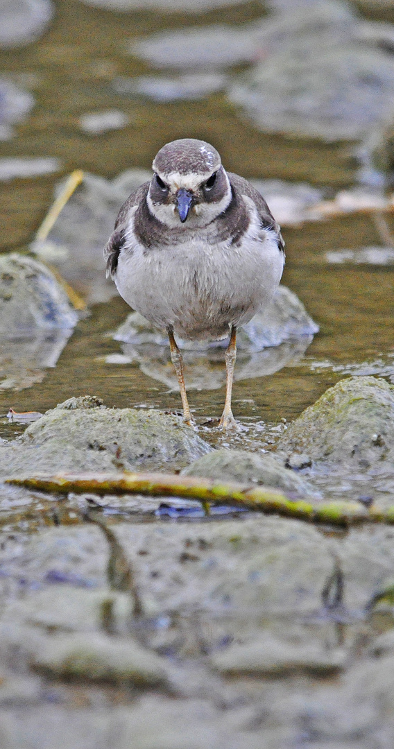 Sandregenfeifer = Angry Bird?