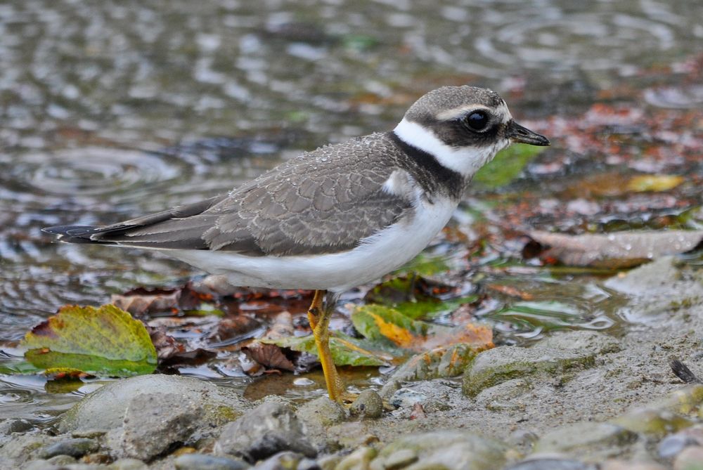 Sandregenpfeife, Charadrius hiaticula