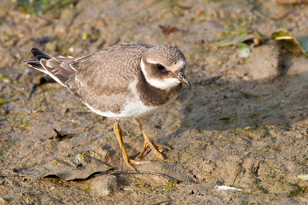 Sandregenpfeifer