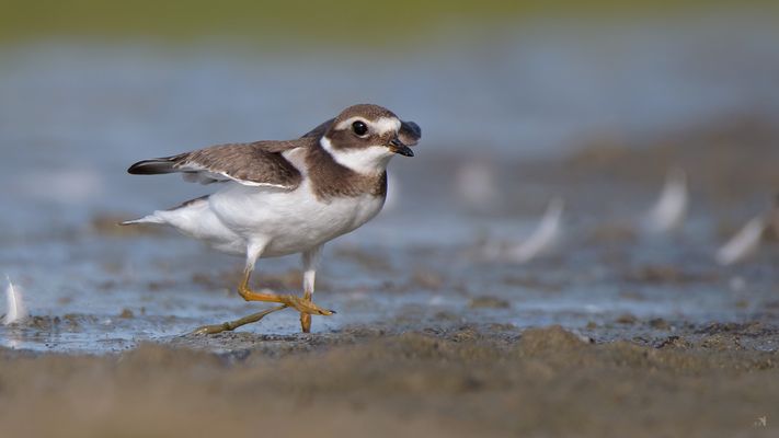 Sandregenpfeifer