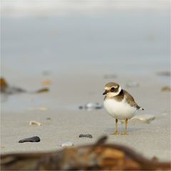 Sandregenpfeifer