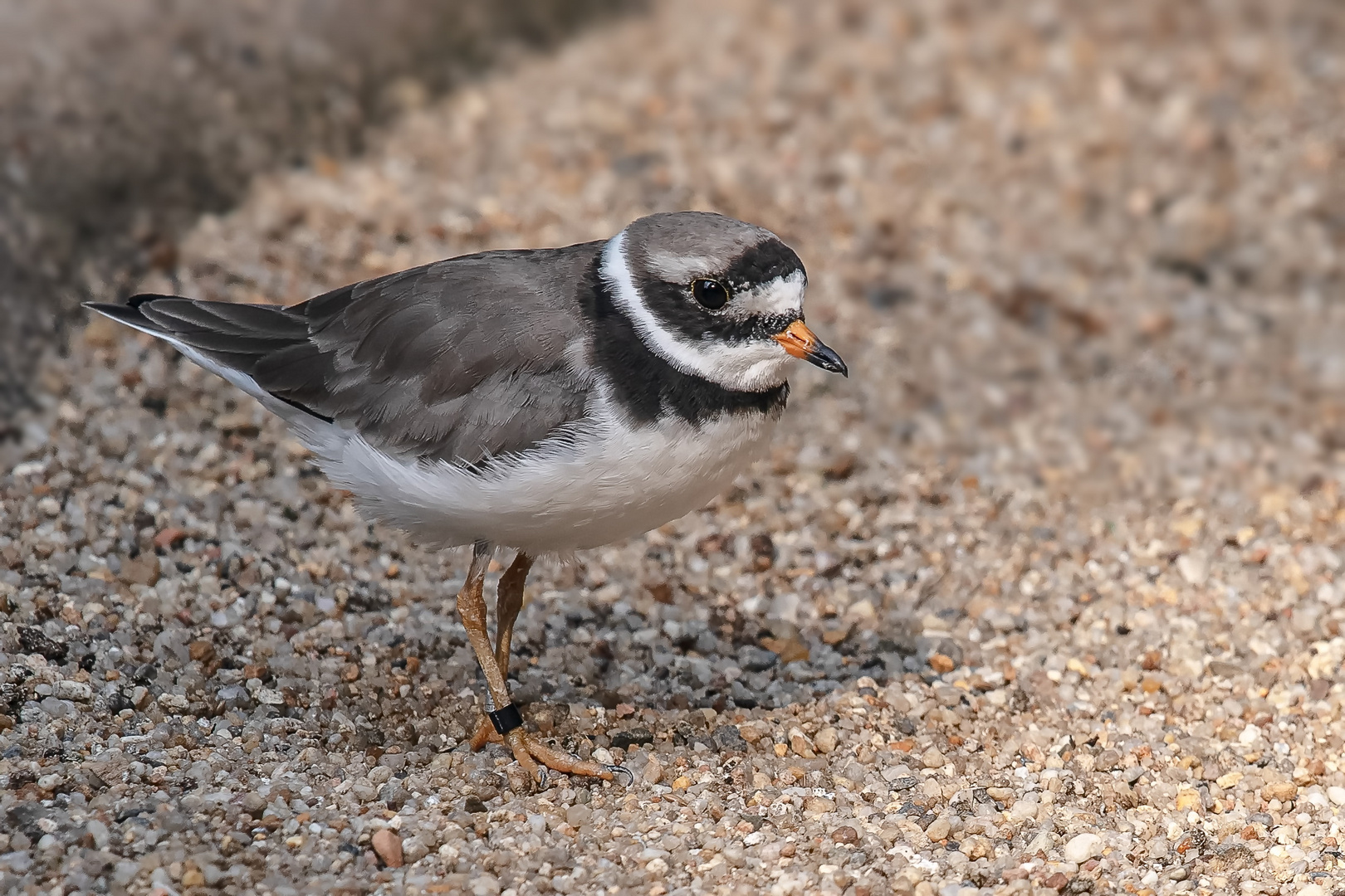 Sandregenpfeifer