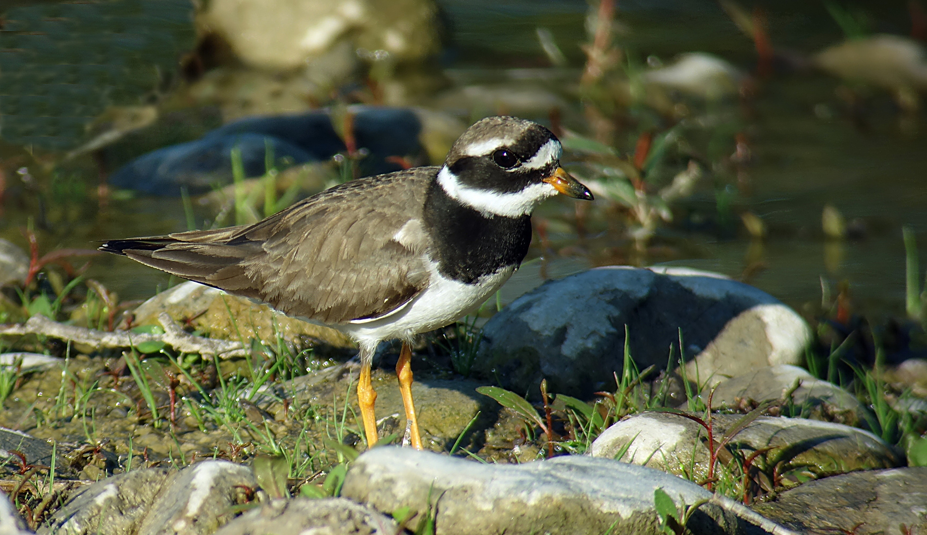 Sandregenpfeifer, Altvogel, September 2015, Schweiz