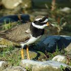 Sandregenpfeifer, Altvogel, September 2015, Schweiz