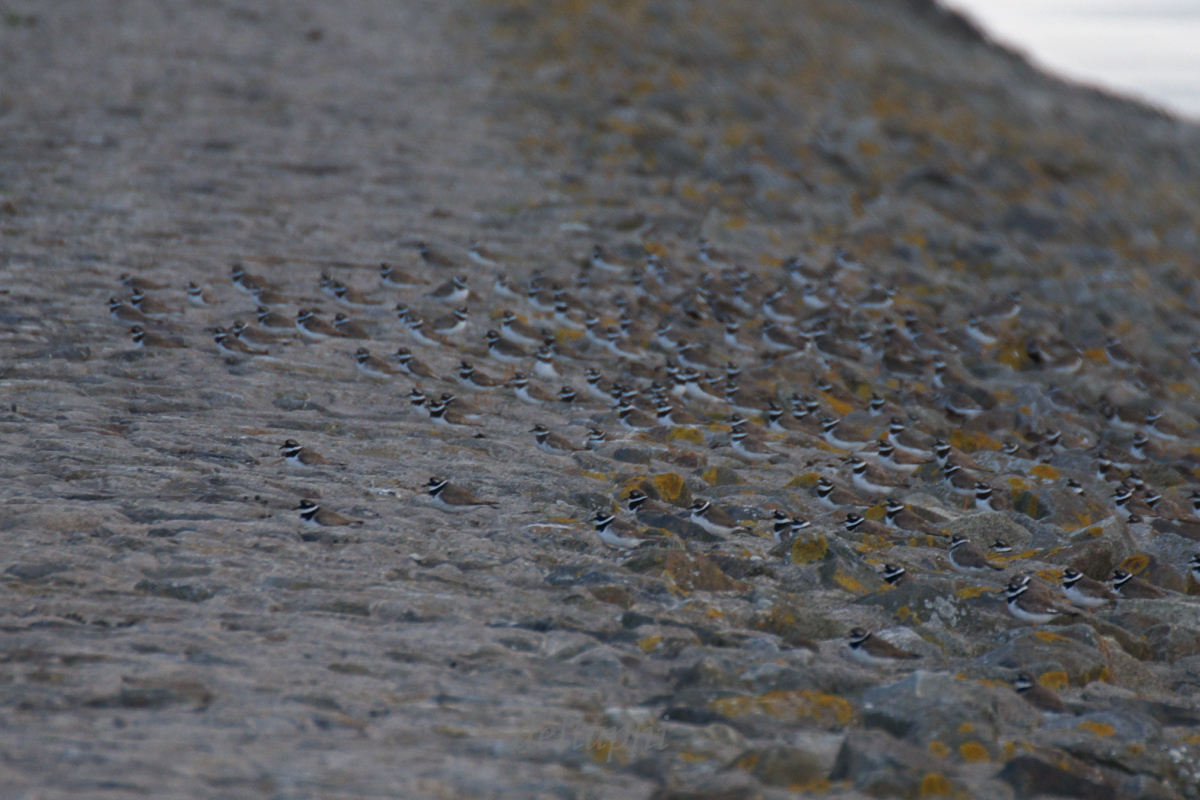 Sandregenpfeifer an der Nordsee