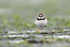 Sandregenpfeifer auf Blattspinat (-: