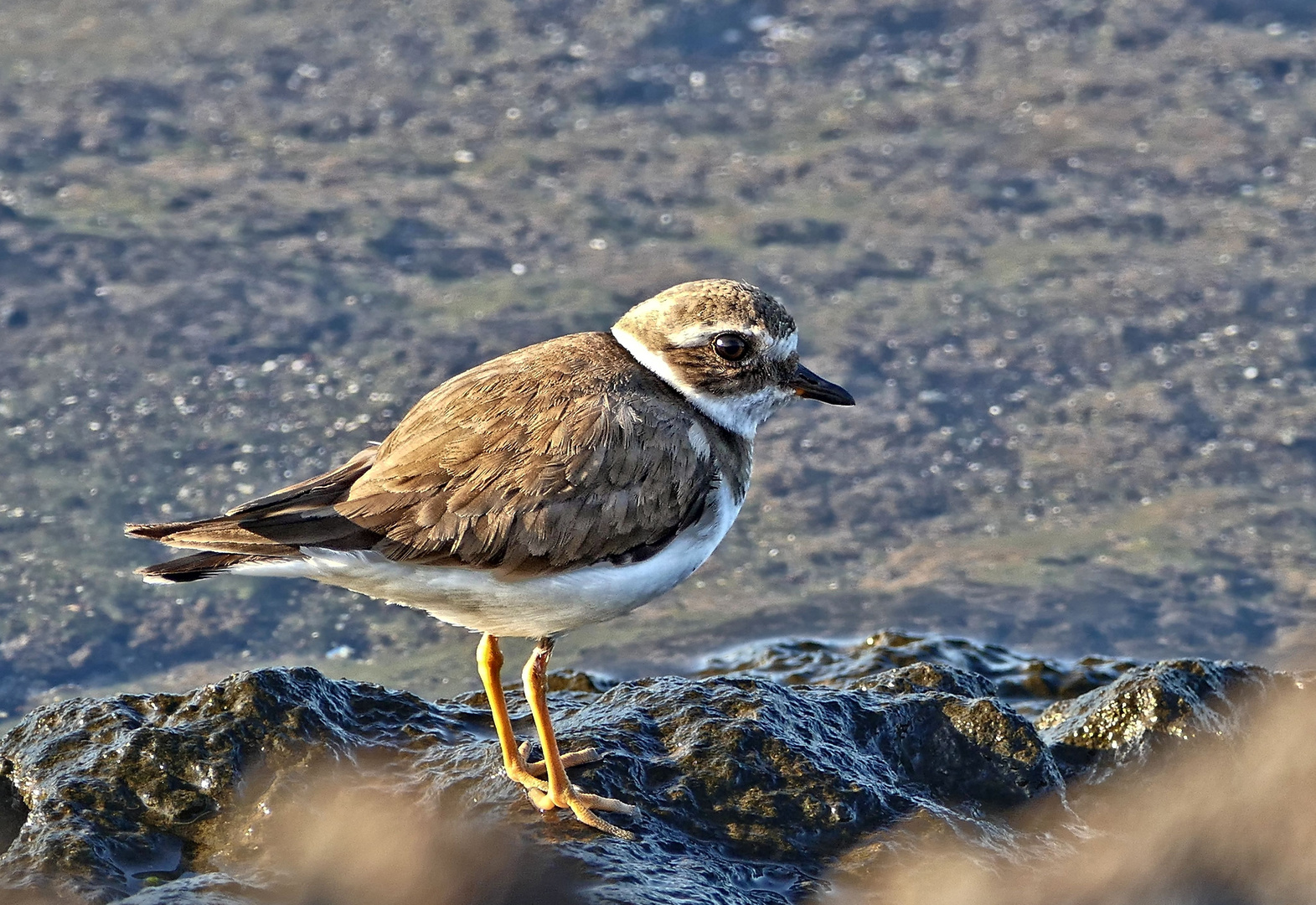 Sandregenpfeifer