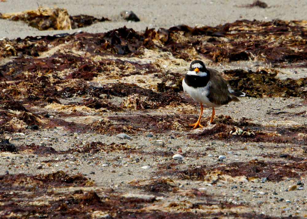 Sandregenpfeifer (Charadrius hiaticula)