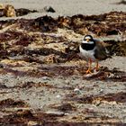 Sandregenpfeifer (Charadrius hiaticula)