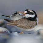 Sandregenpfeifer (Charadrius hiaticula)