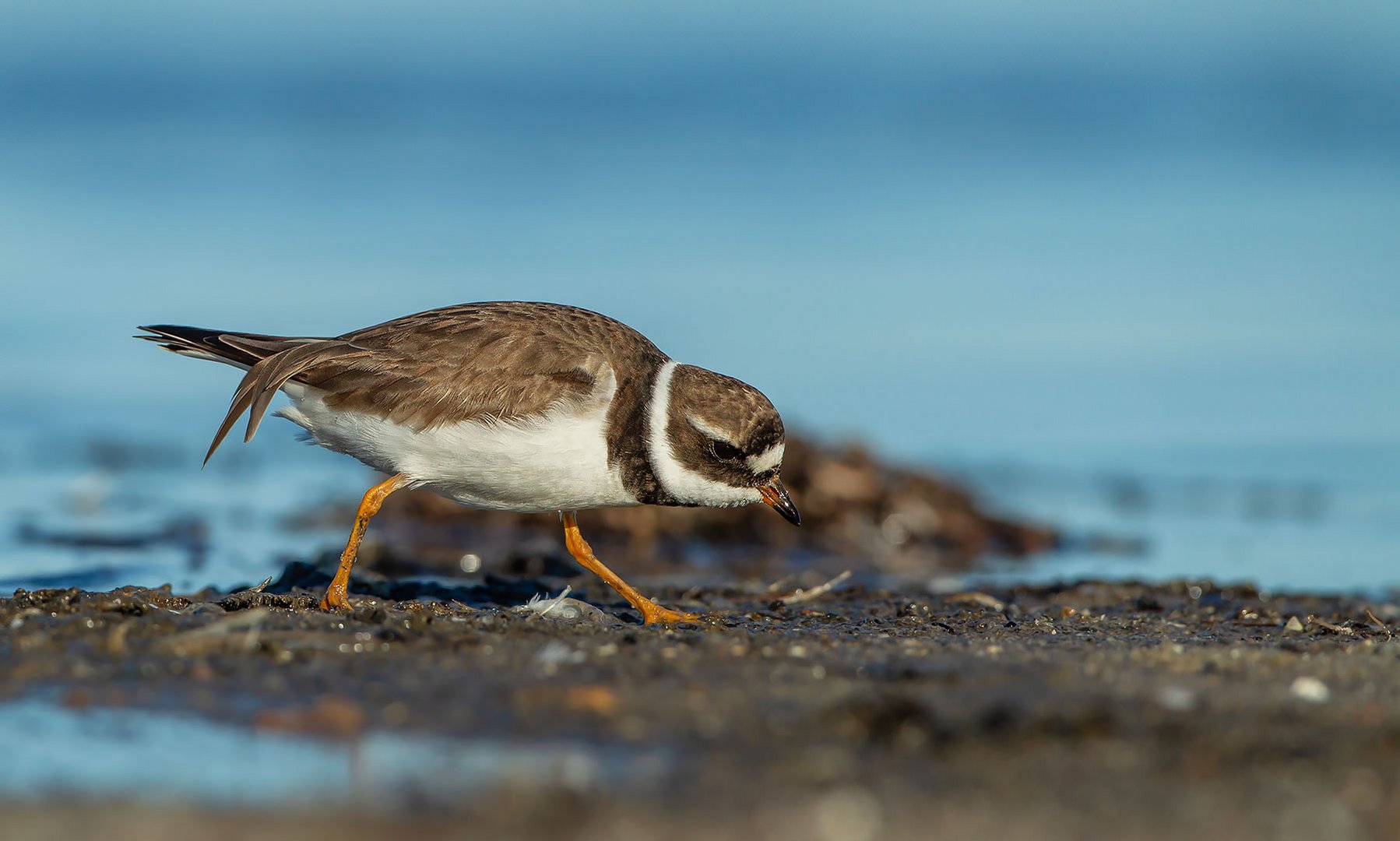 Sandregenpfeifer (Charadrius hiaticula)