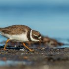 Sandregenpfeifer (Charadrius hiaticula)