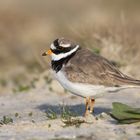 Sandregenpfeifer (Charadrius hiaticula)