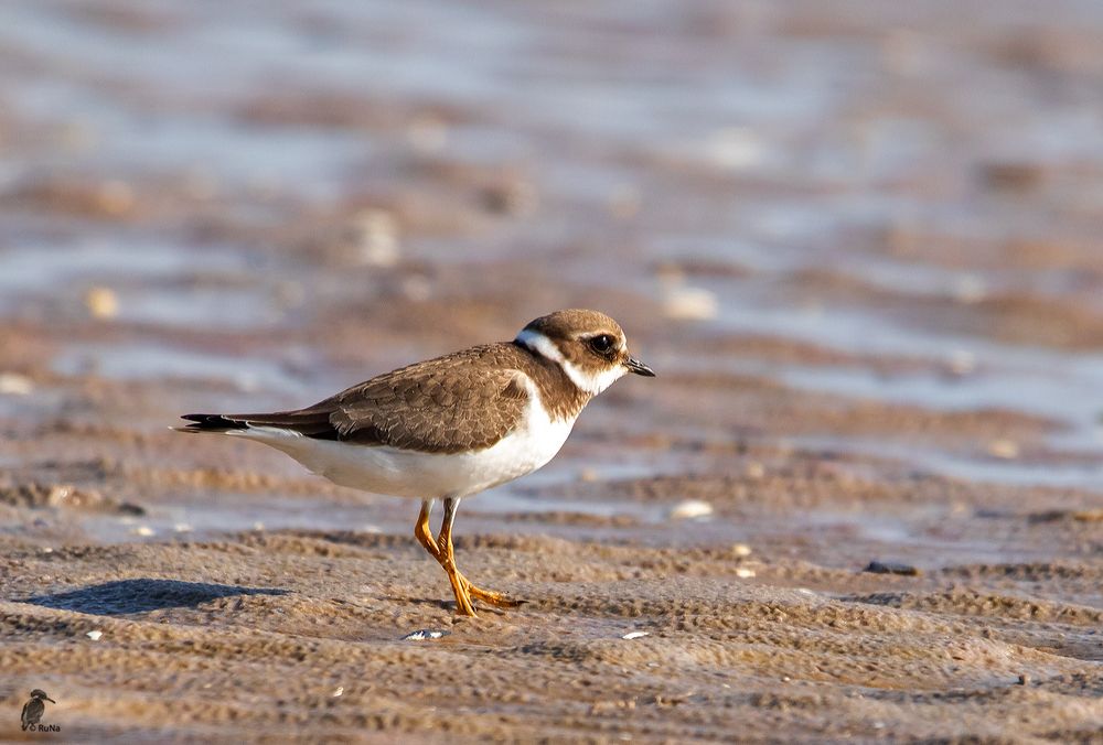 Sandregenpfeifer - Charadrius hiaticula