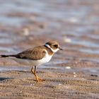 Sandregenpfeifer - Charadrius hiaticula