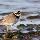 Sandregenpfeifer ( Charadrius hiaticula )