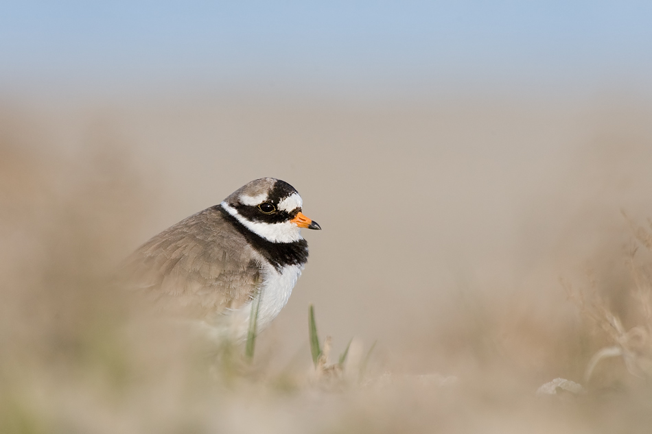 Sandregenpfeifer (Charadrius hiaticula)