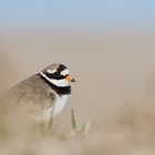 Sandregenpfeifer (Charadrius hiaticula)