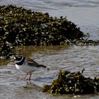 Sandregenpfeifer (Charadrius hiaticula)