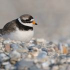 Sandregenpfeifer (Charadrius hiaticula)