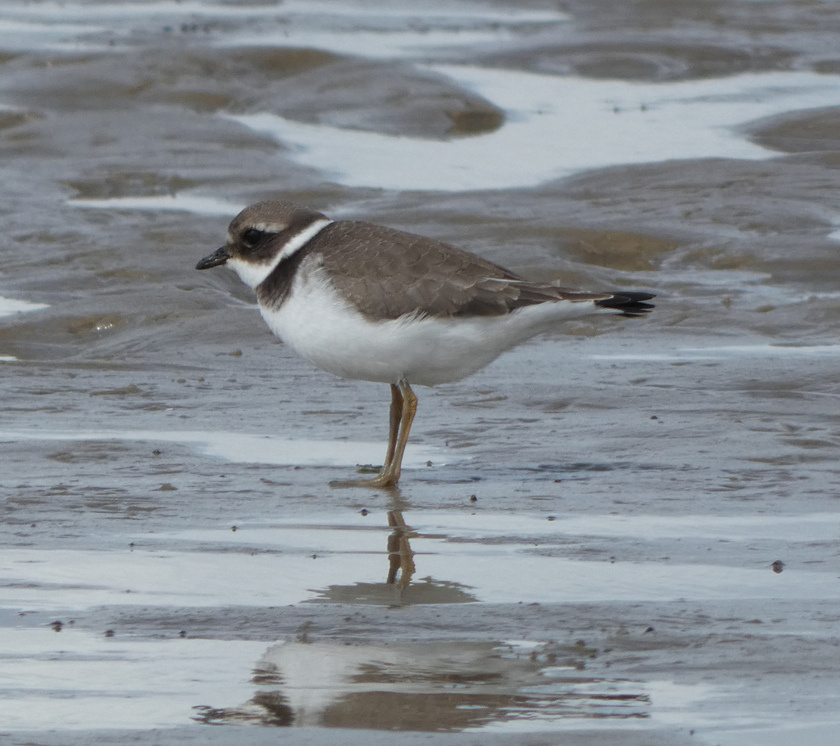 Sandregenpfeifer (Charadrius hiaticula)