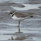 Sandregenpfeifer (Charadrius hiaticula)