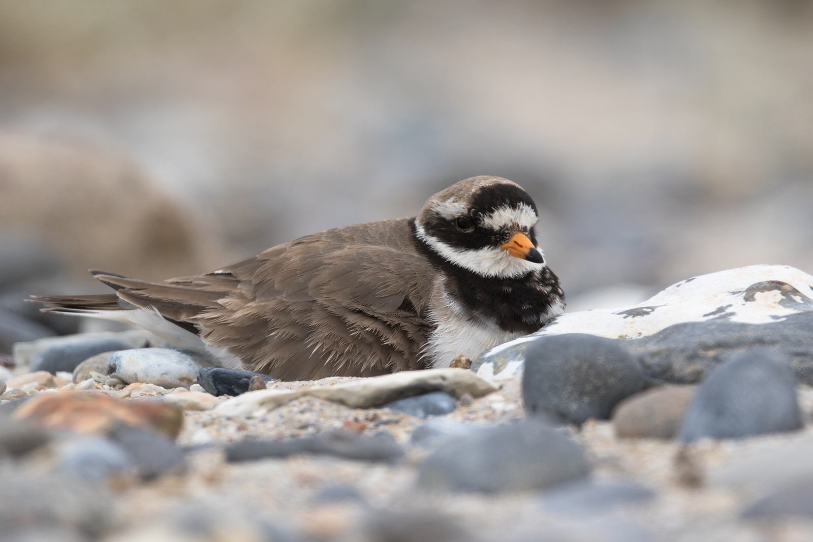 Sandregenpfeifer (Charadrius hiaticula)