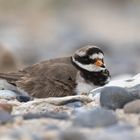 Sandregenpfeifer (Charadrius hiaticula)