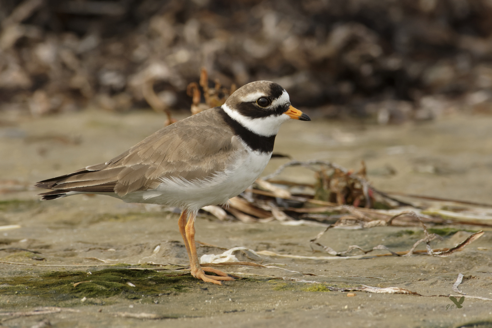 Sandregenpfeifer (Charadrius hiaticula)